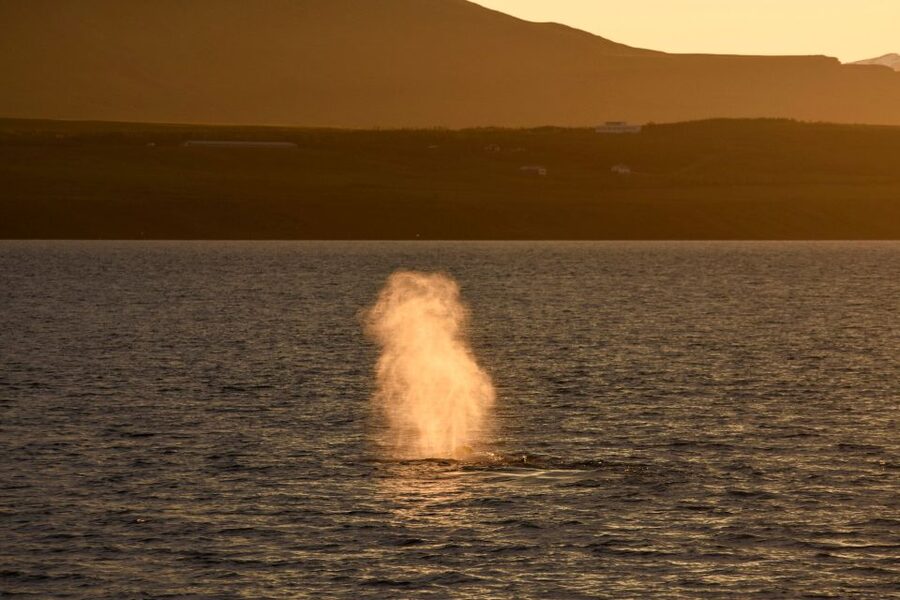Akureyri: Whale Watching in the Midnight Sun - What a humpback sighting may look like