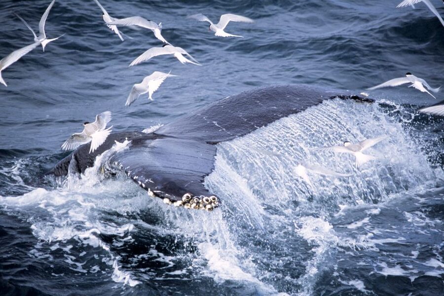 Akureyri: Whale Watching in the Midnight Sun - Guides, wildlife facts, and the midnight light