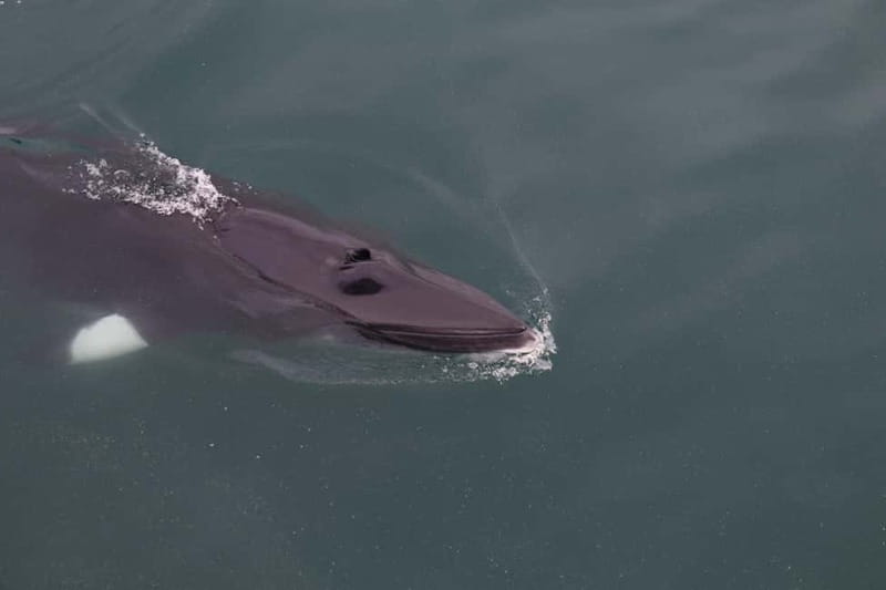 Akureyri: Whale Watching Shore Excursions - Key points to know before you book