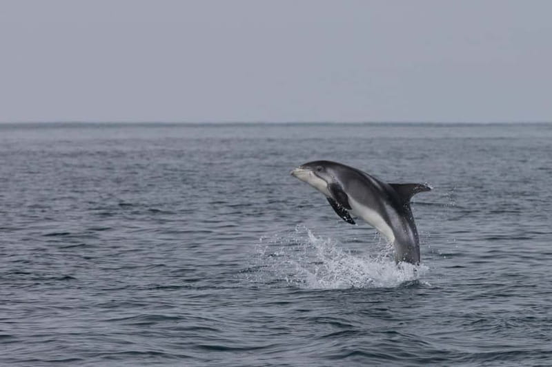 Akureyri: Whale Watching Shore Excursions - Setting out from Akureyri’s small harbor