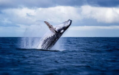 Akureyri: Whale Watching Shore Excursions