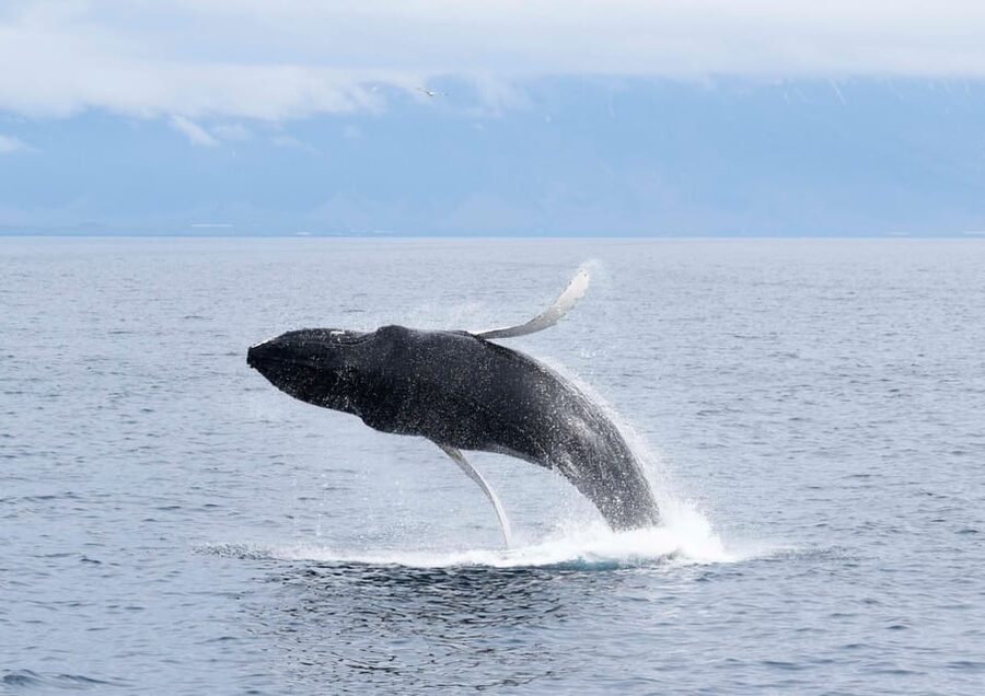 Akureyri: Whale Watching Tour & Forest Lagoon Entrance - What makes the boat comfortable