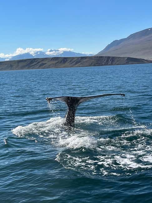 Akureyri: Whale Watching Tour with Transfer from Port - Key points to know before you go