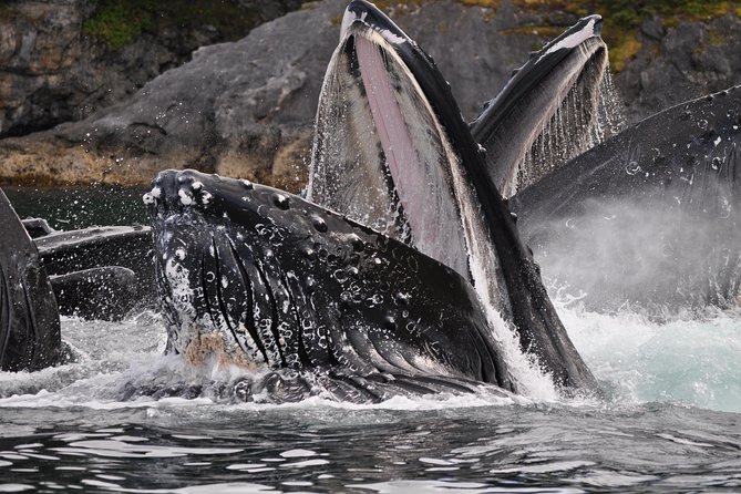 Alaska Whale Watching Cruise w/ 3 HOURS on the water - From the cruise dock to Auke Bay