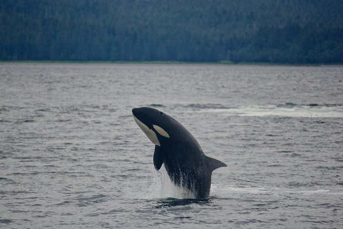 Alaska Whale Watching Cruise w/ 3 HOURS on the water - More than humpbacks