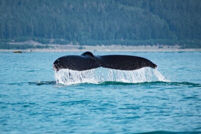Alaska Whale Watching Cruise w/ 3 HOURS on the water