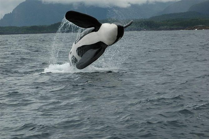 Alaska Whale Watching Cruise w/ 3 HOURS on the water - Mendenhall Glacier from Brotherhood Bridge
