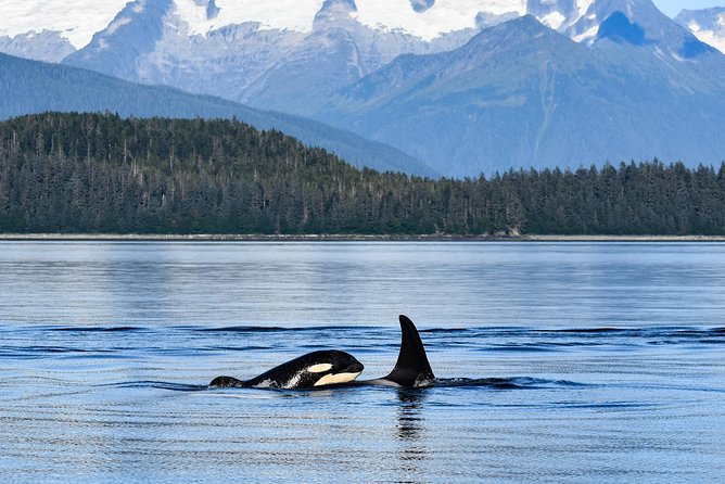 Alaska Whale Watching Cruise w/ 3 HOURS on the water - The crew, narration, and onboard comfort