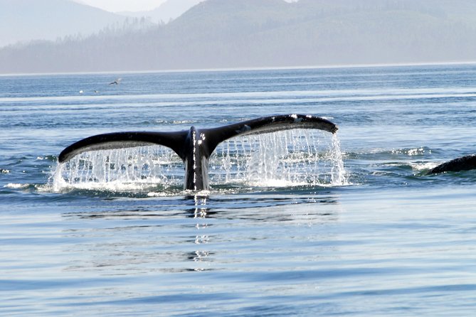 Alaska Whale Watching Cruise w/ 3 HOURS on the water - Is $159 a fair price?