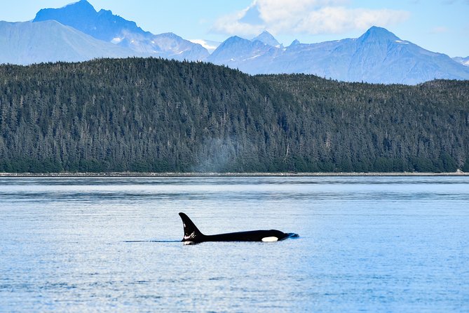 Alaska Whale Watching Cruise w/ 3 HOURS on the water - Who will enjoy this Juneau cruise?
