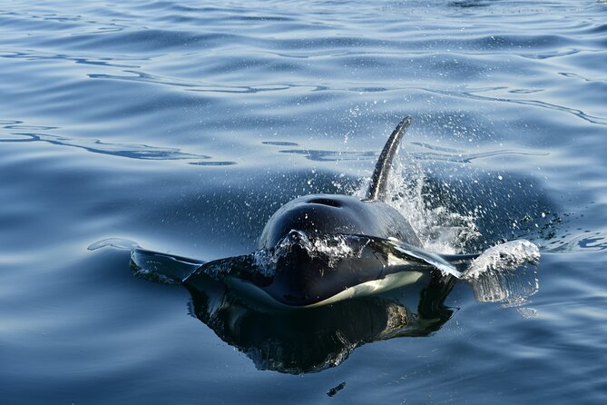 Alaska Whale Watching with bonus Drone viewing of Whales - Key points to know before booking