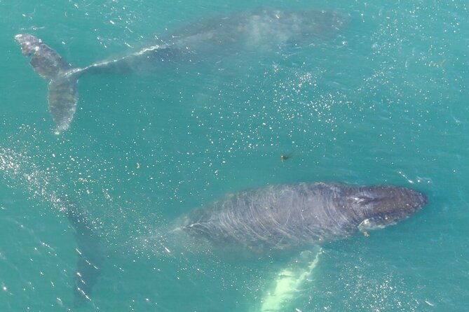 Alaska Whale Watching with bonus Drone viewing of Whales - Why the 14-passenger boat changes the experience