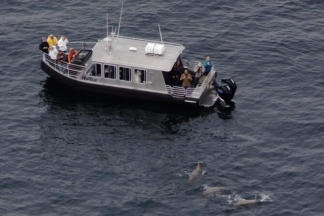 Alaska Whale Watching with bonus Drone viewing of Whales - Heading into Icy Strait in search of whales