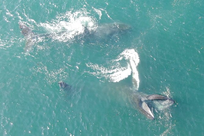 Alaska Whale Watching with bonus Drone viewing of Whales - More than humpbacks: orcas, otters, bears, and seals