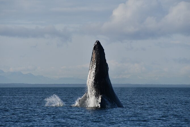 Alaska Whale Watching with bonus Drone viewing of Whales - How the drone footage adds real value