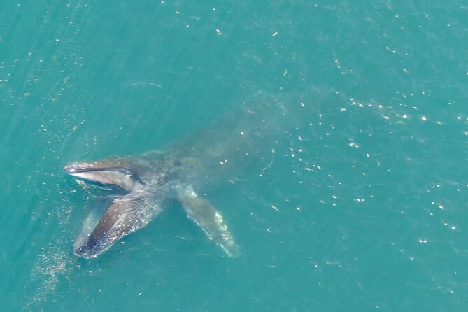 Alaska Whale Watching with bonus Drone viewing of Whales - Fog, wind, and the limits of a wildlife tour
