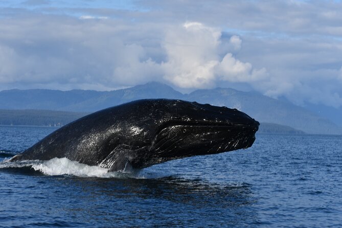 Alaska Whale Watching with bonus Drone viewing of Whales - Is $249 a fair price?