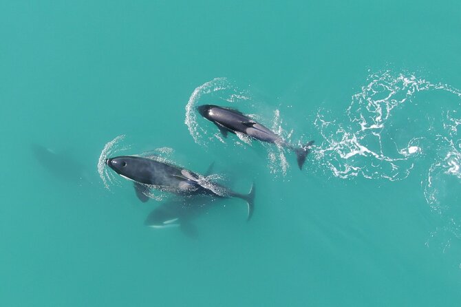 Alaska Whale Watching with bonus Drone viewing of Whales - Meeting the boat at Icy Strait Point