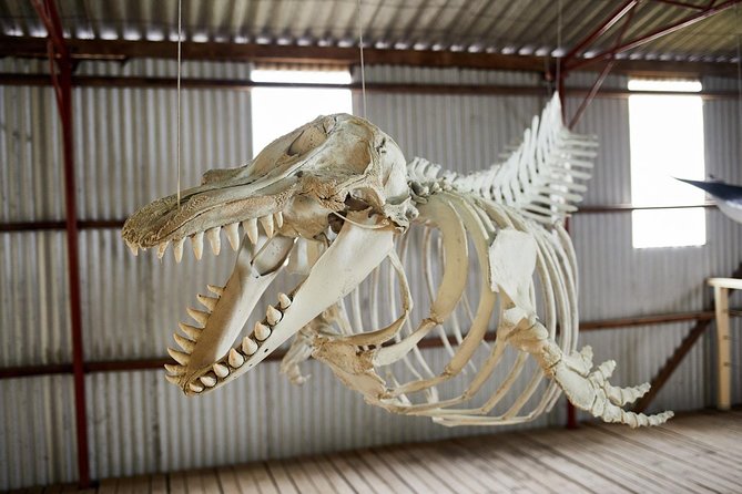 Albany's Whale Story - Morning tea with scones and ocean views