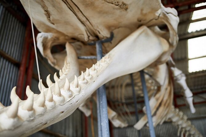 Albany's Whale Story - Misery Beach and the darker side of the coast