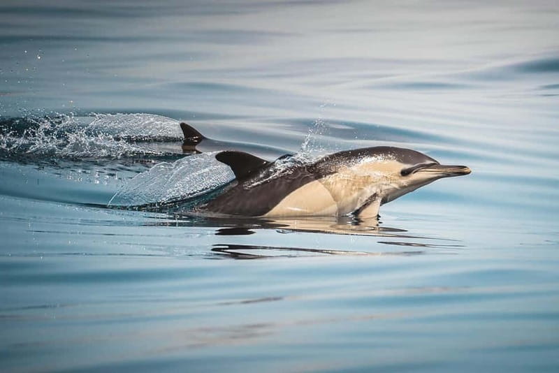Algeciras: Dolphin and whale watching in reduced groups - Key points at a glance
