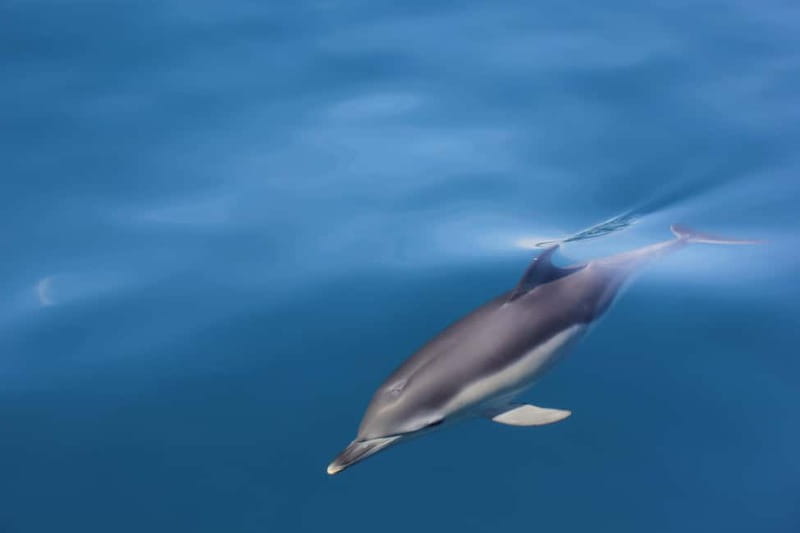 Algeciras: Dolphin and whale watching in reduced groups - A small boat in a very unusual corner of Spain
