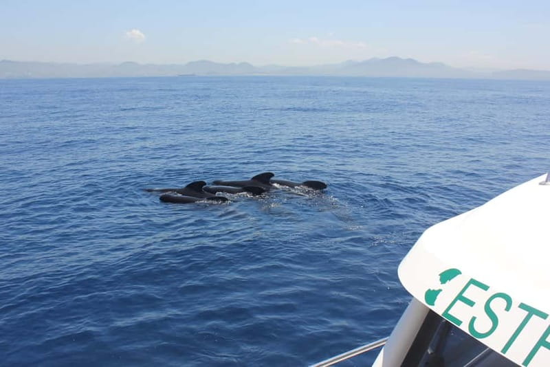 Algeciras: Dolphin and whale watching in reduced groups - Why six passengers changes the experience