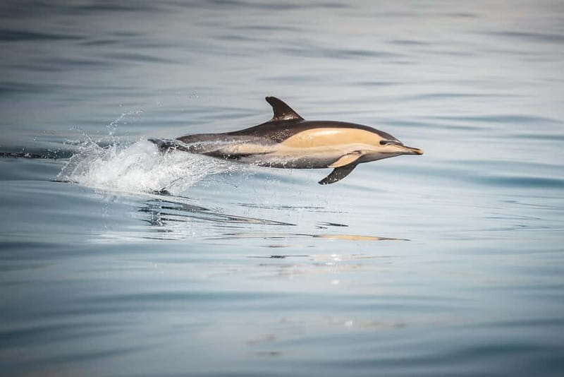 Algeciras: Dolphin and whale watching in reduced groups - A family-friendly outing with clear limits
