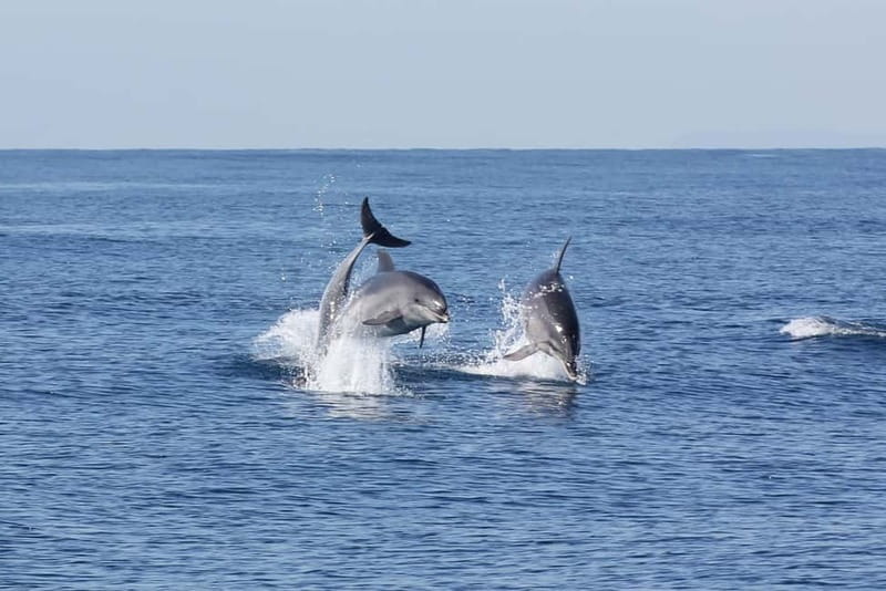 Algeciras: Dolphin and whale watching in reduced groups - Is $81 per person good value?