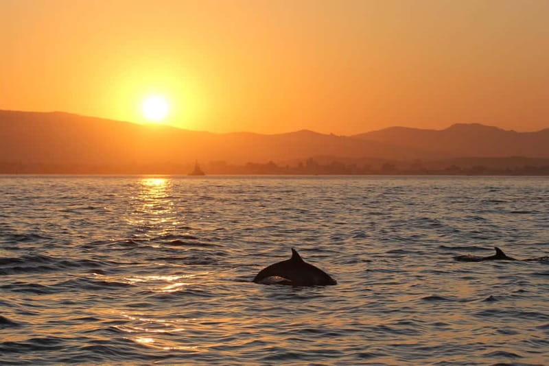 Algeciras: Dolphin and whale watching in reduced groups - Who should book this Algeciras trip?