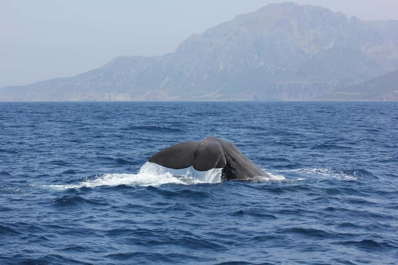 Algeciras: Dolphin and whale watching in reduced groups - The first hour: searching the bay for dolphins