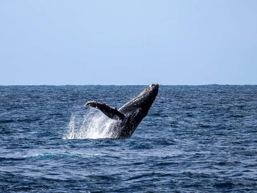 All In One- Dolphins, Whales, Snorkeling & Lunch onboard - Key points at a glance