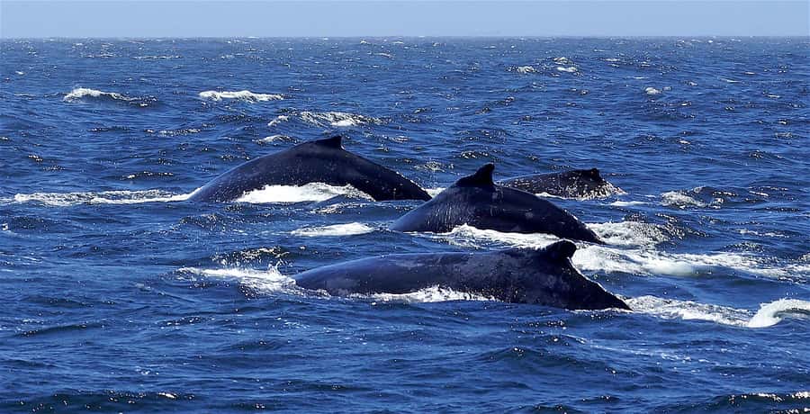 All In One- Dolphins, Whales, Snorkeling & Lunch onboard - A full west-coast day from a private speedboat