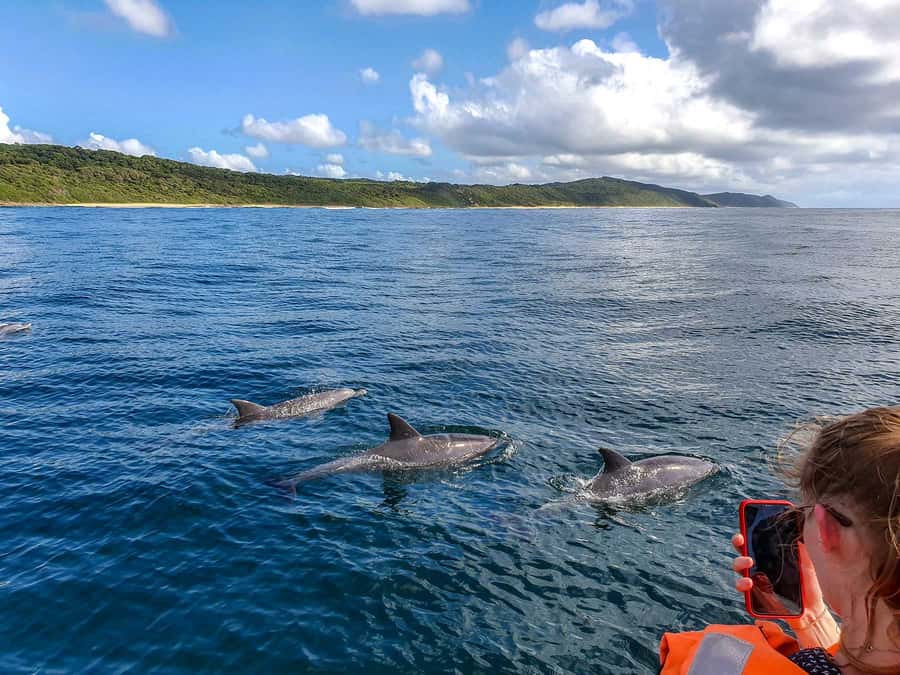 All In One- Dolphins, Whales, Snorkeling & Lunch onboard - Crystal Rock and the mountain views