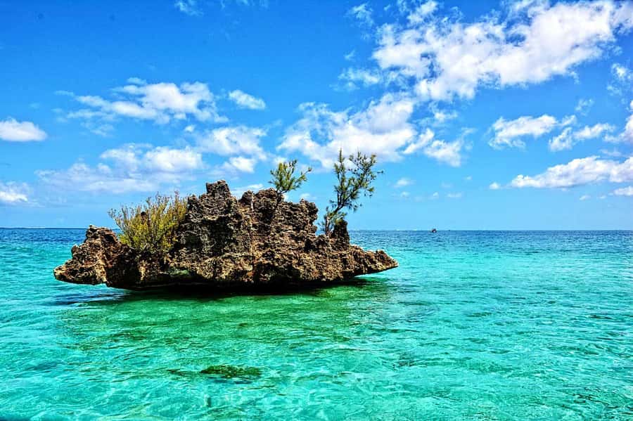 All In One- Dolphins, Whales, Snorkeling & Lunch onboard - Who will enjoy this trip most
