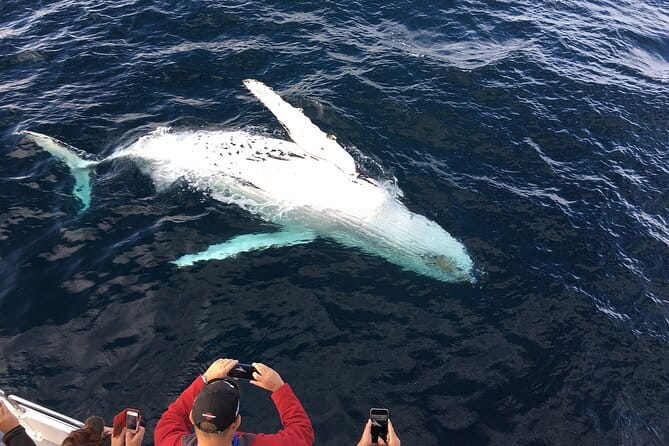 All Inclusive Mirissa Whale and Dolphin Watching Boat Ride - The 4.5-Hour Boat Ride