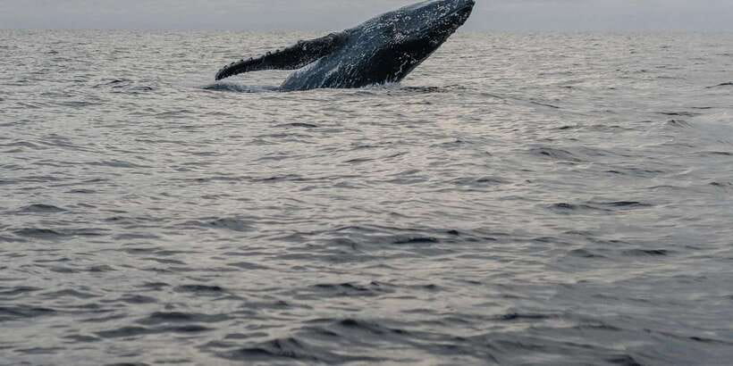 All Inclusive Mirissa Whale and Dolphin Watching Boat Ride - Booking, Cancellation, and Timing