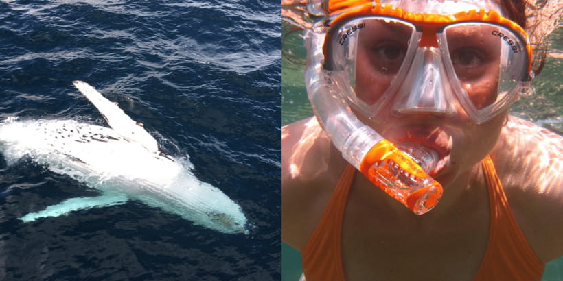 All Inclusive Mirissa Whale & Dolphin Watching + Snorkeling - Key Points To Know Before You Book