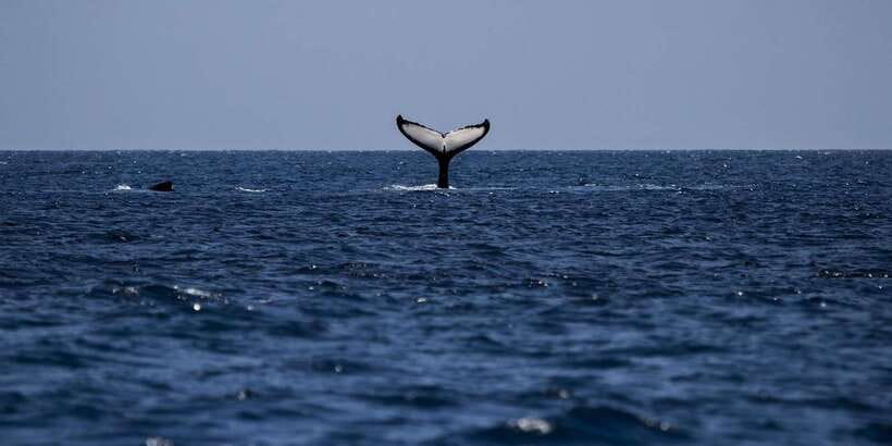 All Inclusive Mirissa Whale & Dolphin Watching + Snorkeling - Turtle Snorkeling For About 90 Minutes