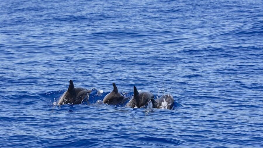 All Inclusive Mirissa Whale & Dolphin Watching + Snorkeling - The Included Beer and Return Tuk Tuk