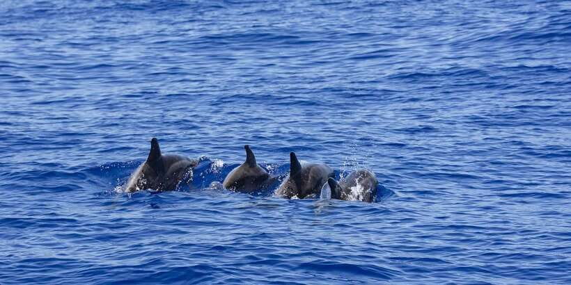 All Inclusive Mirissa Whale & Dolphin Watching + Snorkeling - Is $145 Good Value?