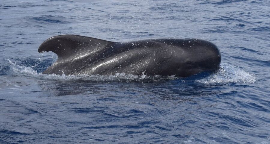 All Inclusive Whale and Dolphin Watching Luxury Tour - The secret stop and Madeira snacks