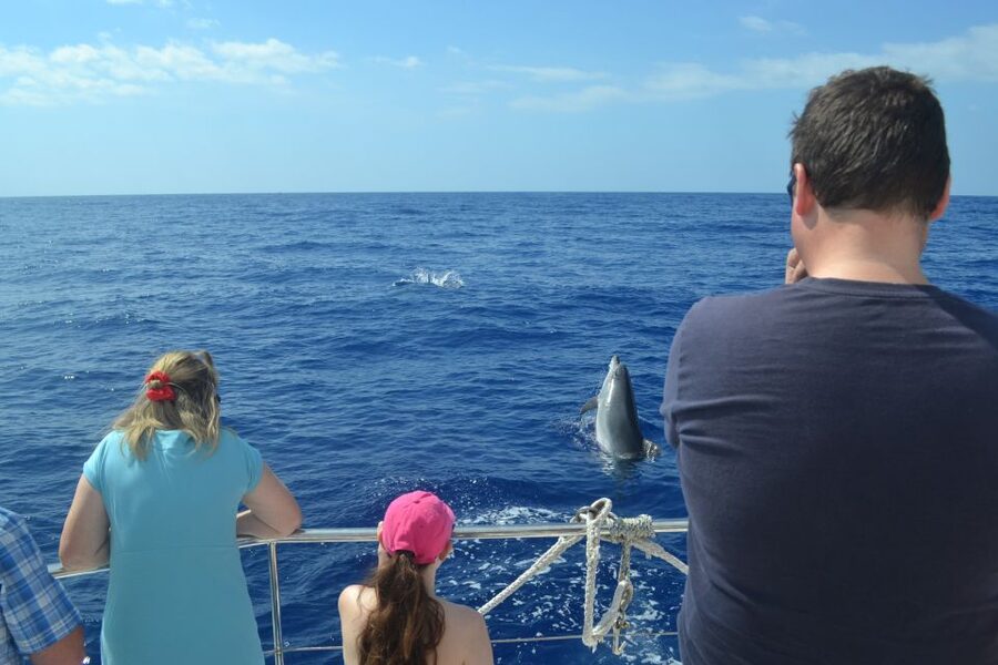 All Inclusive Whale and Dolphin Watching Luxury Tour - The final 45 minutes along Madeira’s coast