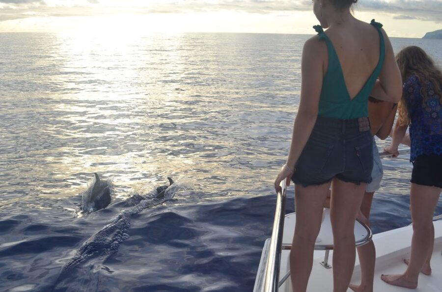 All Inclusive Whale and Dolphin Watching Luxury Tour - Who will enjoy this catamaran most
