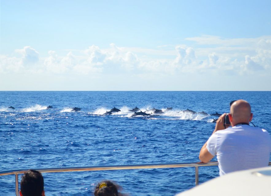 All Inclusive Whale and Dolphin Watching Luxury Tour - The first 45 minutes: searching for whales and dolphins
