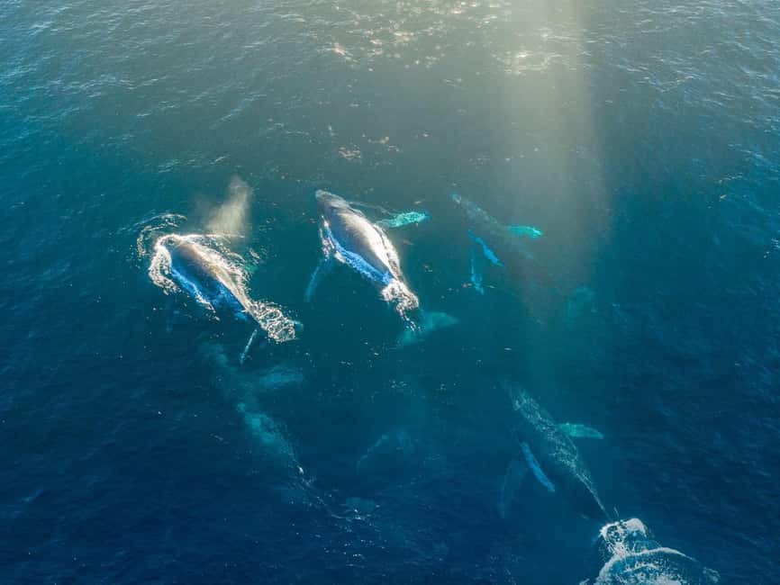 Alta: 3.5 Hour Fjord & Whale Watching Cruise - Snow-capped peaks and herring feeding grounds