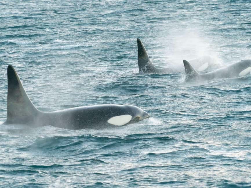 Alta: 3.5 Hour Fjord & Whale Watching Cruise - Who will enjoy this Alta experience most