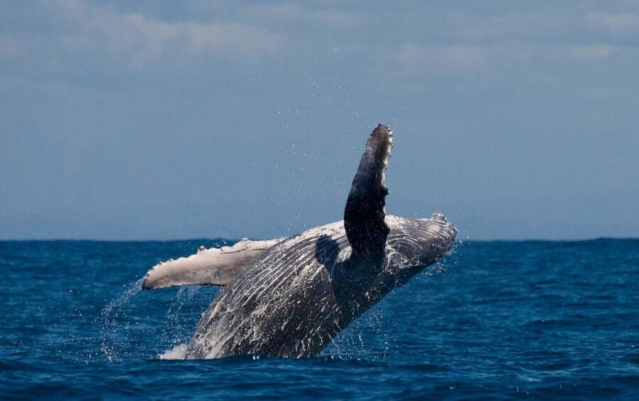 Alta: Alta Fjord Whale Watching Tour - Key things to know before you book