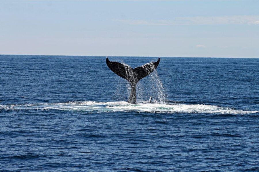 Alta: Alta Fjord Whale Watching Tour - Leaving Fiskerihavna for Alta Fjord