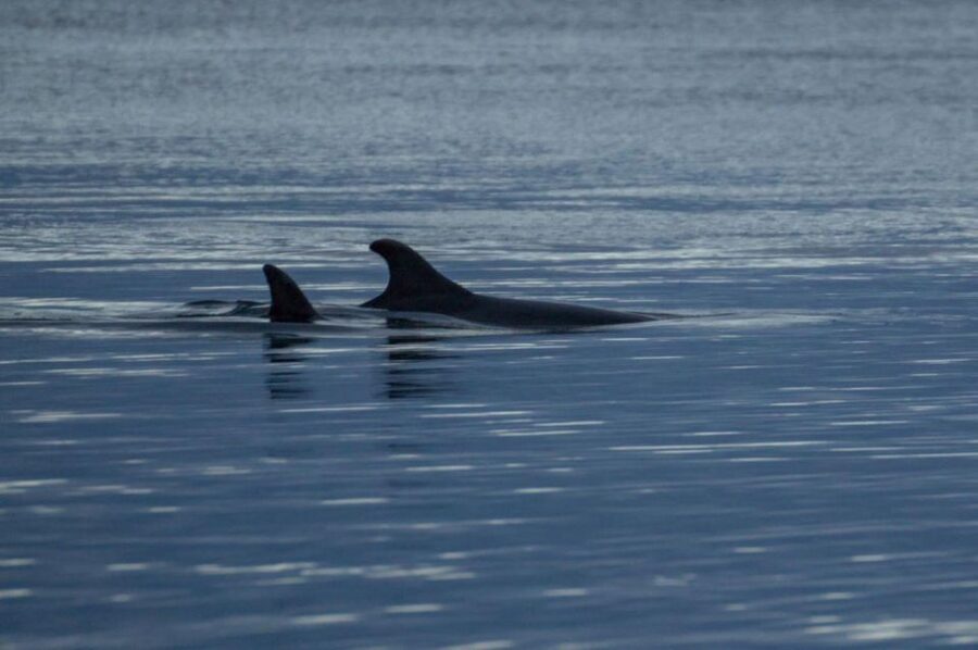 Alta: Alta Fjord Whale Watching Tour - What happens if the whales have moved on